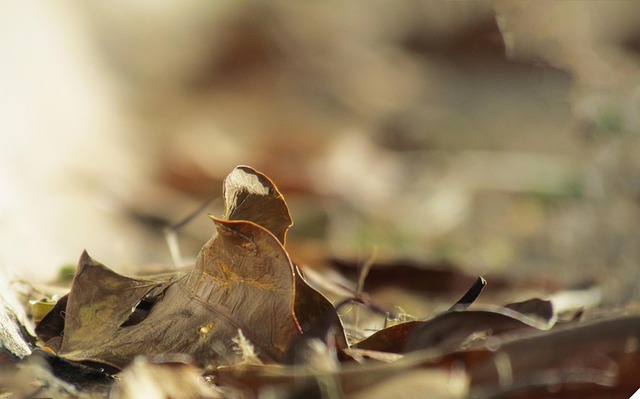 Free Leaf Autumn photo and picture