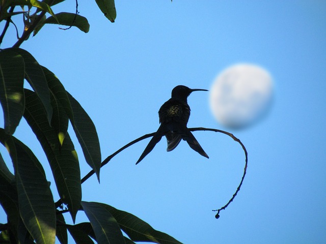 Free Hummingbird Bird photo and picture