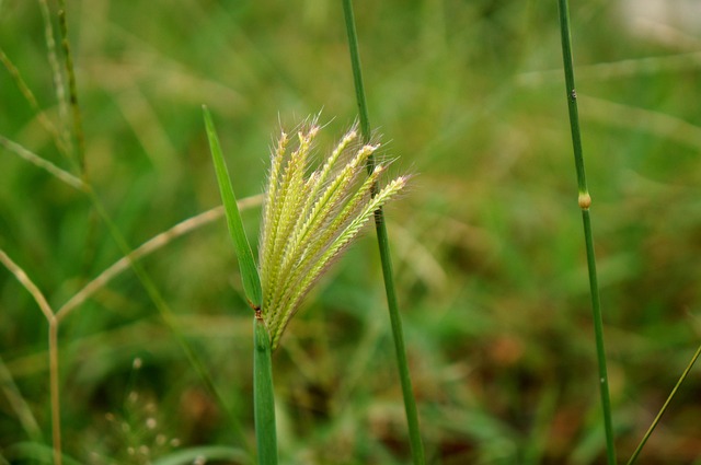 Free Nature Cotton Grass photo and picture