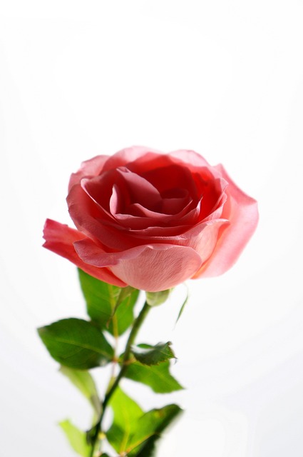 Free Feel Rose Flower photo and picture