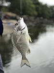 fishing, fish, brim