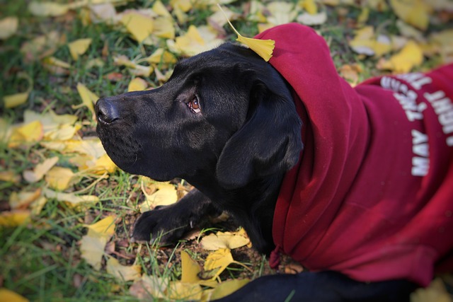 Free Autumn Cute photo and picture