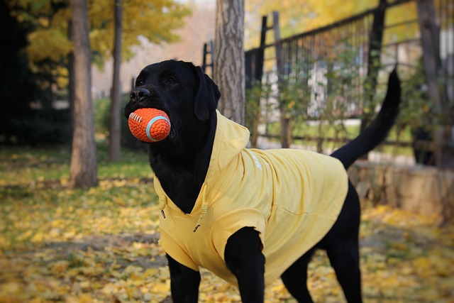 Free Ginkgo Labrador photo and picture