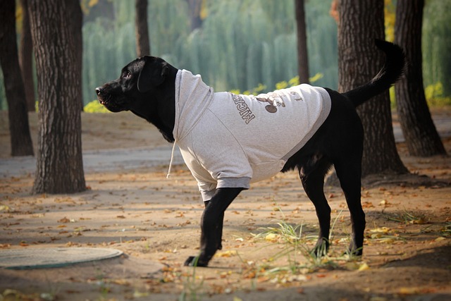 Free Hoodie Yuan Dynasty Ruins Park photo and picture