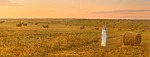 field, hay, sunset