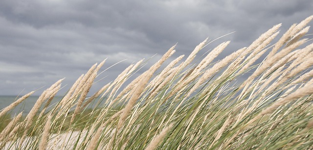 Free Nordfyn Beach photo and picture