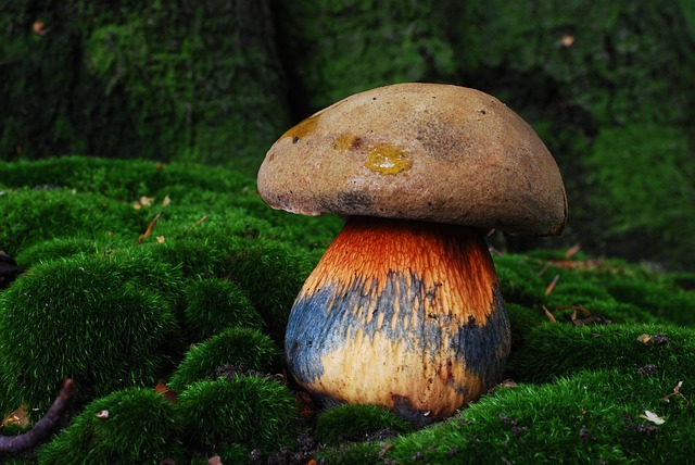 Free Heksenboleet Mushroom photo and picture