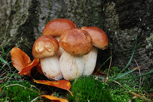 Free Asked Porcini Mushrooms Mushroom photo and picture