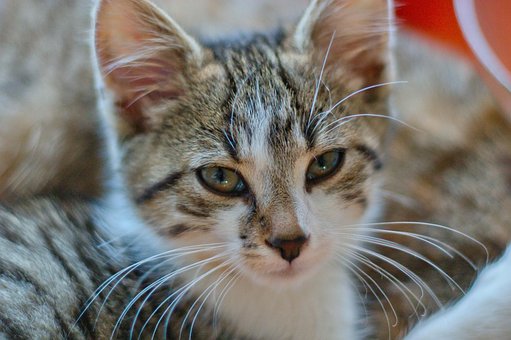 Katze, Süß, Junge Katze, Niedlich, Tiere
