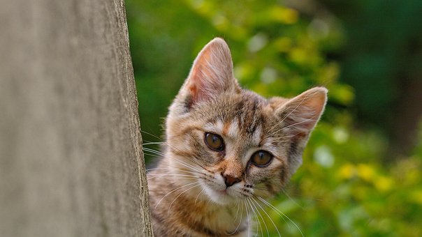 Katze, Süß, Junge Katze, Niedlich, Tiere