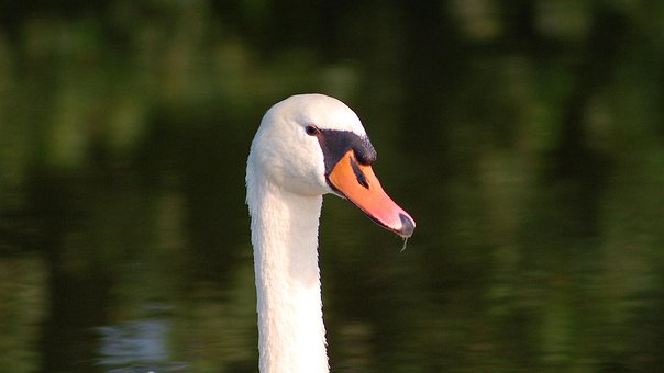 Schwan, Weiß, See, Wasser, Wasservogel