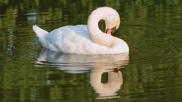 Schwan, Weiß, See, Wasser, Wasservogel