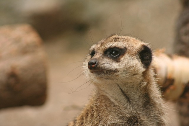 Free Looking Zoo photo and picture