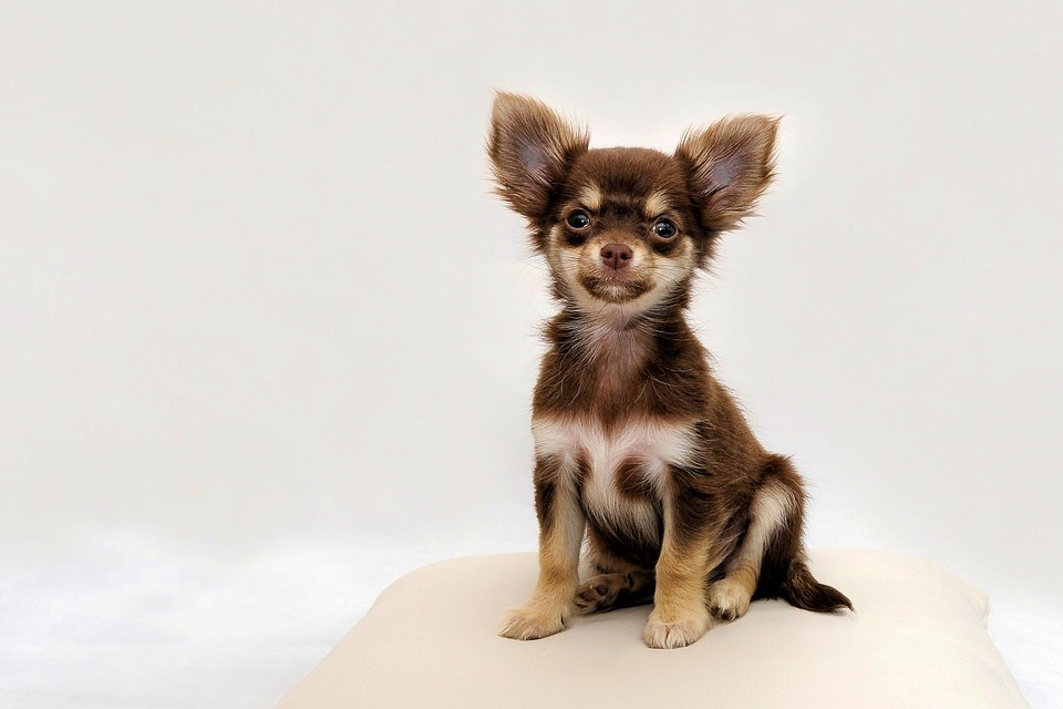 Chihuahua Petit Chien Photo Gratuite Sur Pixabay Chihuahua Petit Chien Photo Gratuite Sur Pixabay