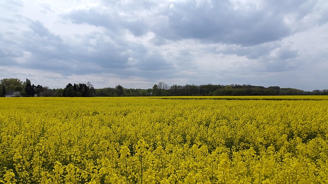 Free Oilseed Rape Field Of Rapeseeds photo and picture