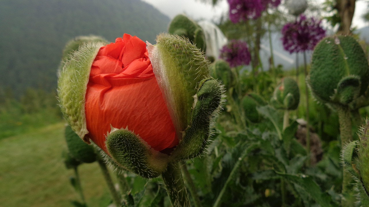 Poppy Rood Poppy-Oosterse Rood - Gratis foto op Pixabay - Pixabay