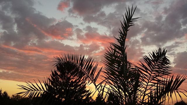 Free In The Morning Sunrise photo and picture