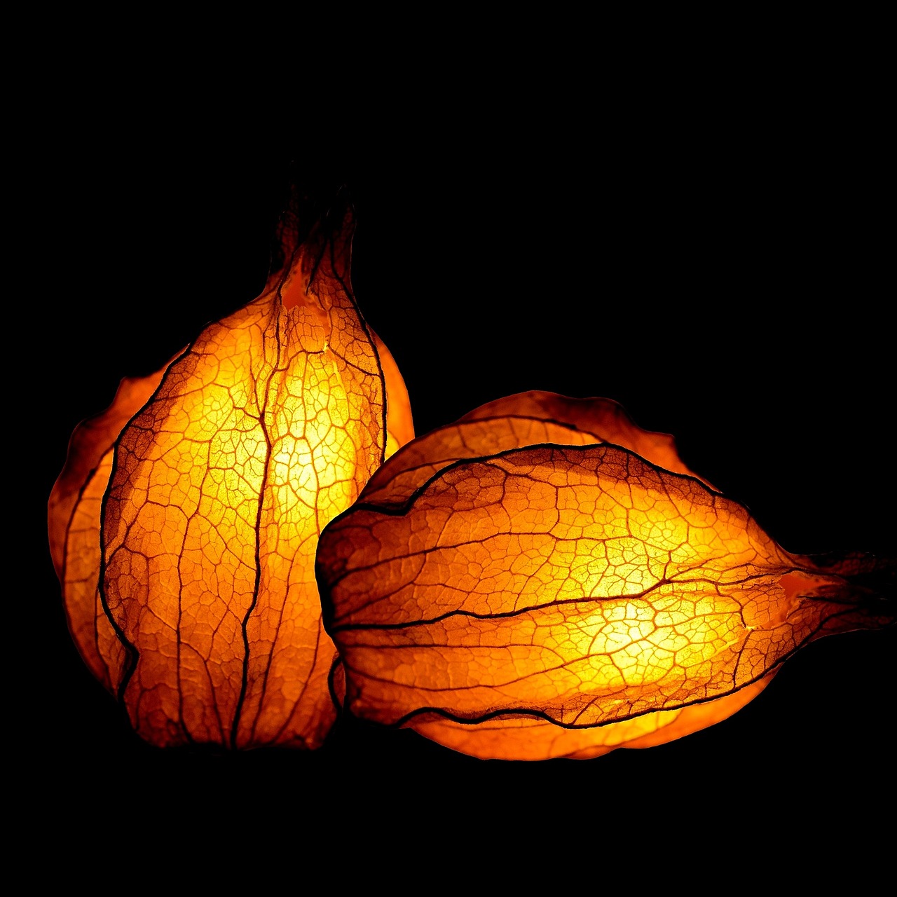Physalis - free online jigsaw puzzle photo