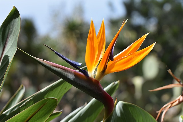 Madeira, Caudata, Flores Exóticas