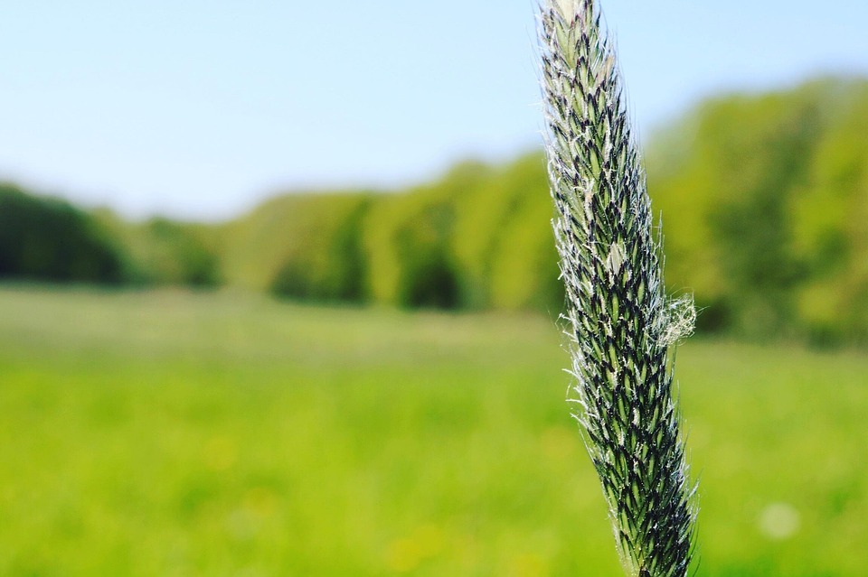 Vert Prairie Forêt La - Photo gratuite sur Pixabay - Pixabay