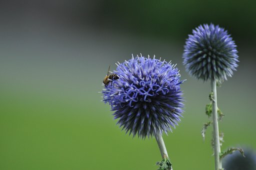 Humlebi, Blomst Baggrund, Natur, Sommer