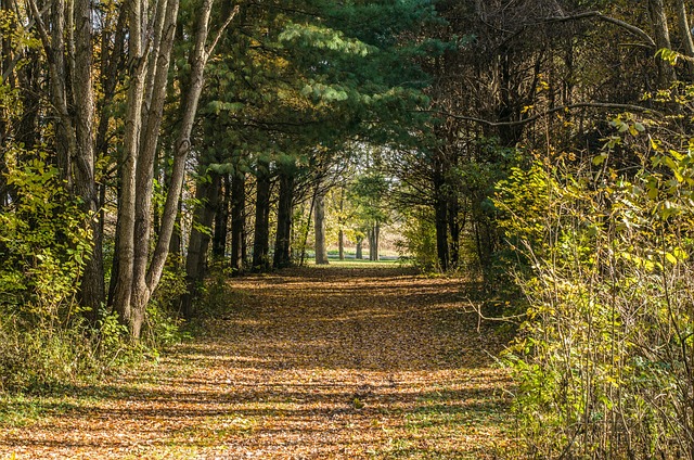 Free Fall Woods photo and picture