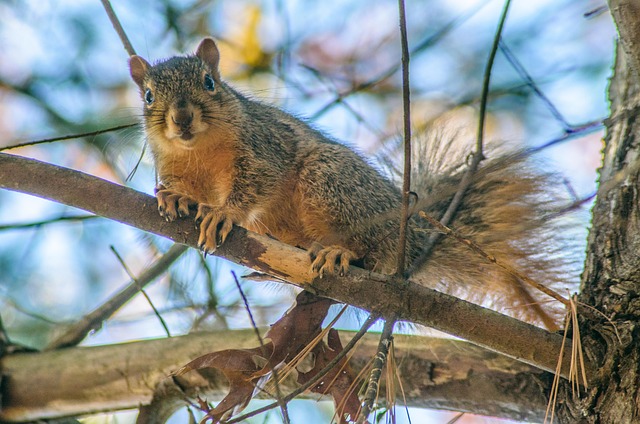 Free Squirrel Tree photo and picture