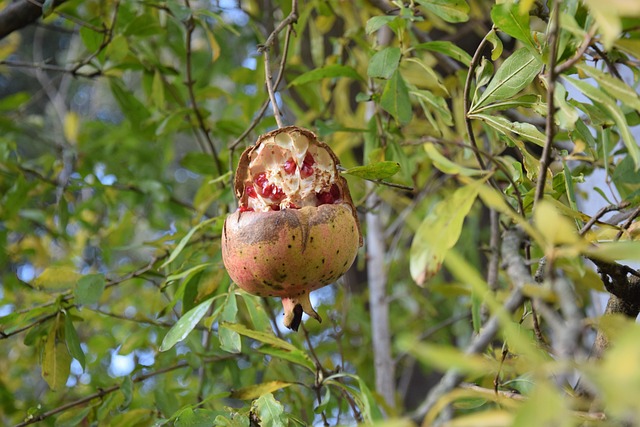 Free Pomegranate Autumn photo and picture