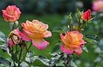 roses, pink, yellow