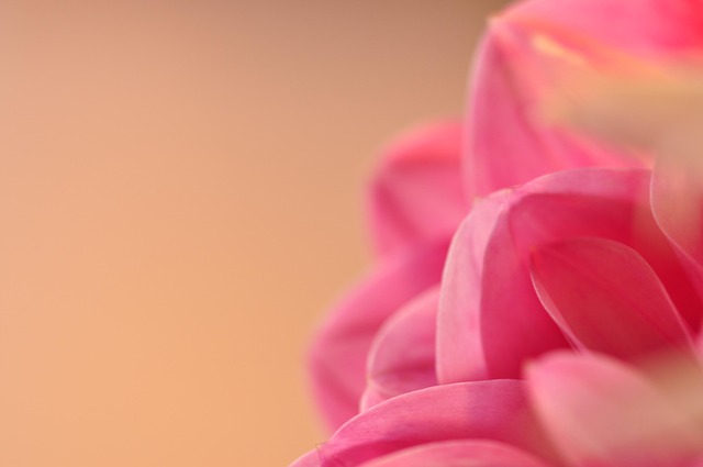 Free Flowers Flower photo and picture