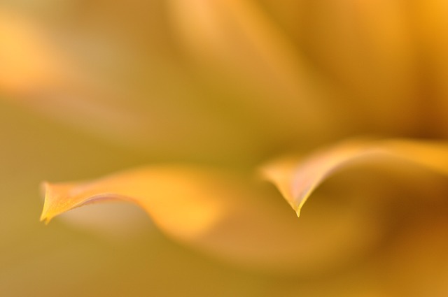 Free Flowers Flower photo and picture