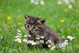 Kitty, Cat, Kitten, Domestic Cat