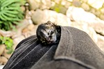 kitten, newborn cat, sleeping kitten