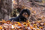 dog, autumn still life, autumn mood