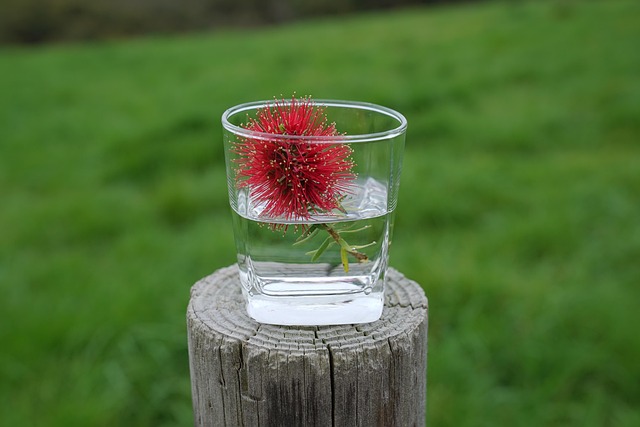 Free Bottle Brush Flowers In A Cup photo and picture