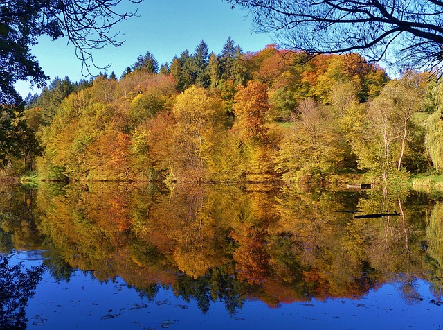 Free Mirror Image Autumn Leaves photo and picture