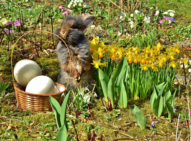 Free Easter Easter Bunny photo and picture