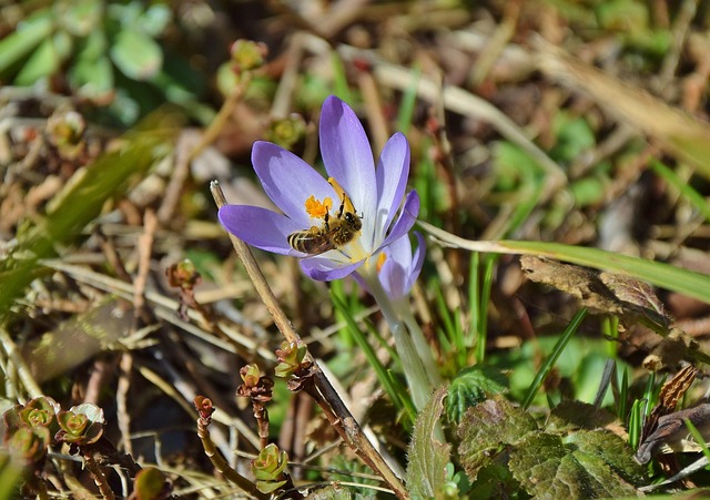 Free Crocus Bee photo and picture