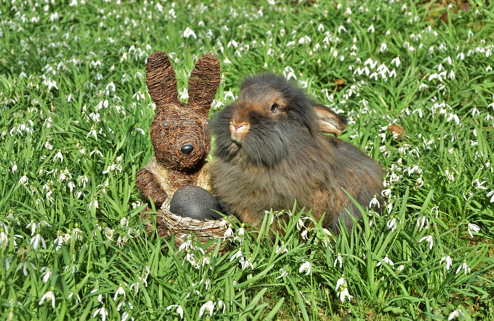 Rabbit Beard