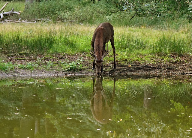 Free Deer Mirror Image Deer photo and picture