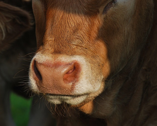 Free Animal Nature photo and picture