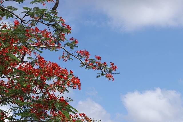 Phoenix Bloem, Zomer, Rode Bloem