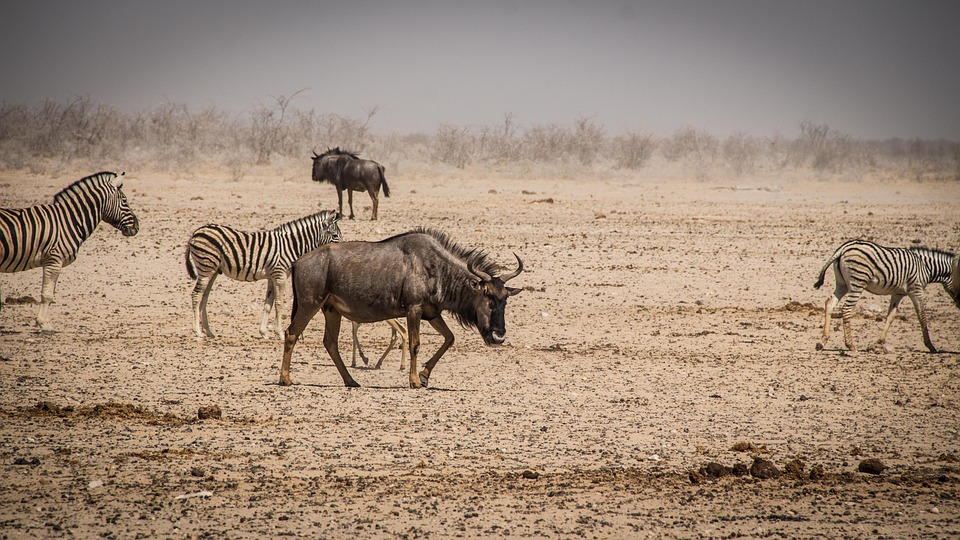 Namibia Tierwelt Afrika Kostenloses Foto Auf Pixabay