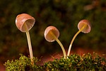 mushroom, mushroom group, mini mushroom