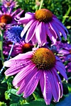 flowers, garden, plants