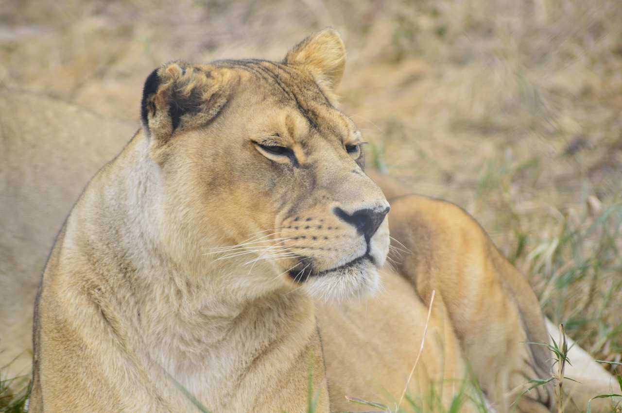 Sitemapcdatahttpsmodeinf Inetcomtatouage Lion Lionne