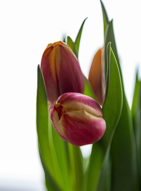 Free Tulips Flower photo and picture