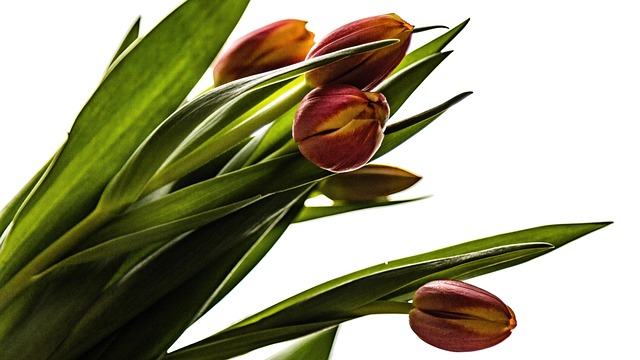 Free Tulips Flower photo and picture