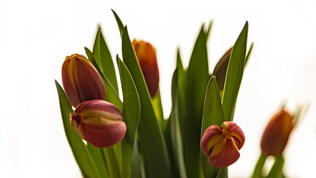 Free Tulips Flower photo and picture