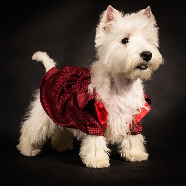 West Хайлен White Terrier, Hund, Welpen